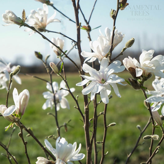 Magnolia 'Royal Star' flowers