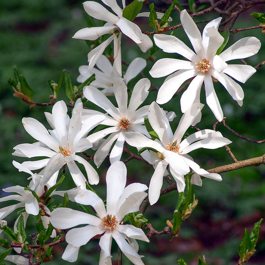 Magnolia stellata