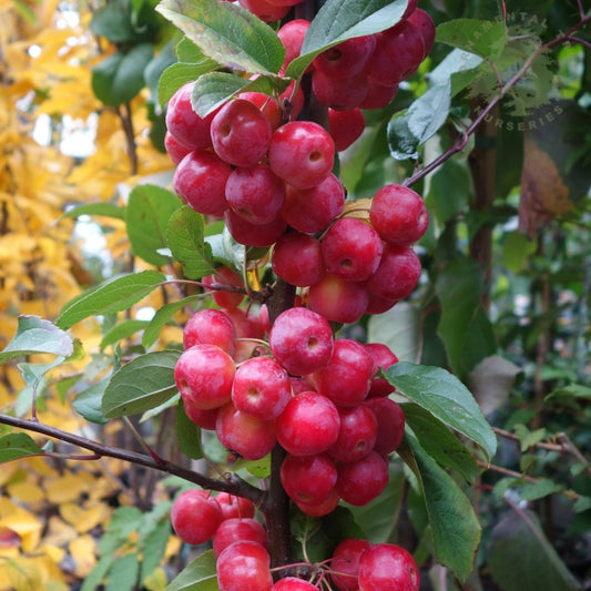Malus x robusta 'Red Sentinel' fruits