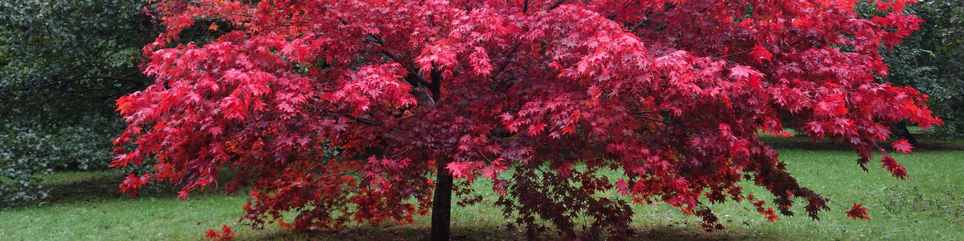 Mature Japanese Maple in autumn