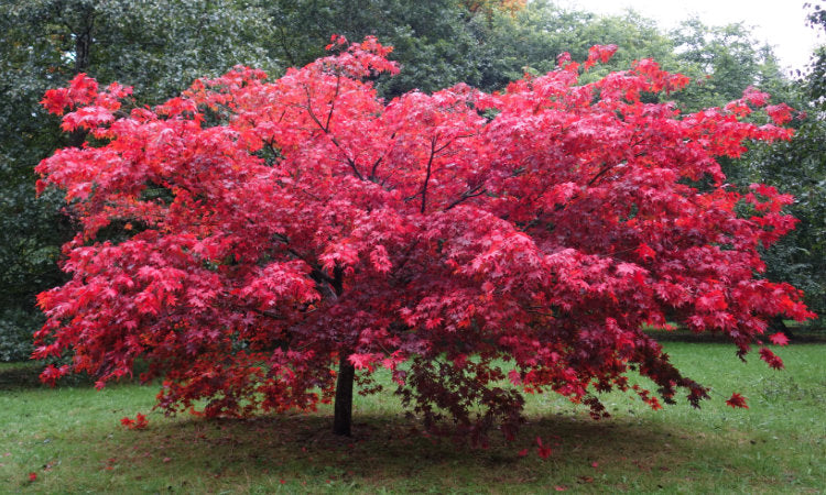 Mature Japanese Maple in autumn