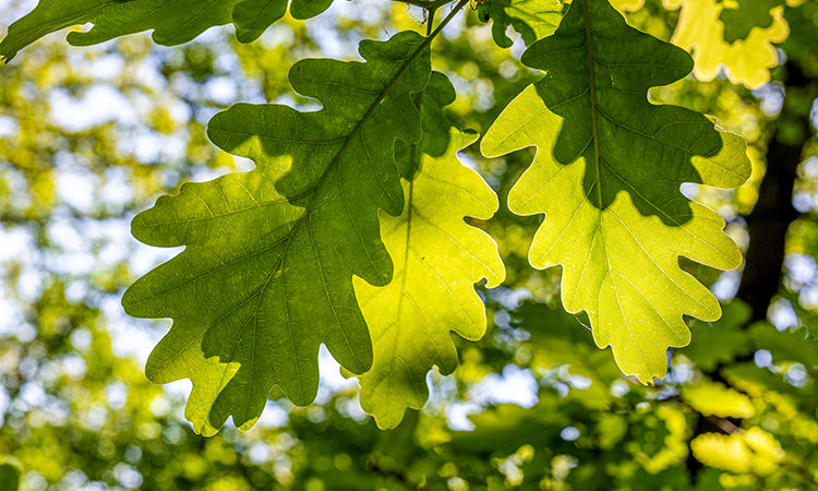 Oak leaves on tree