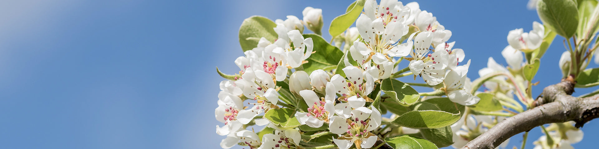Ornamental pear flowers