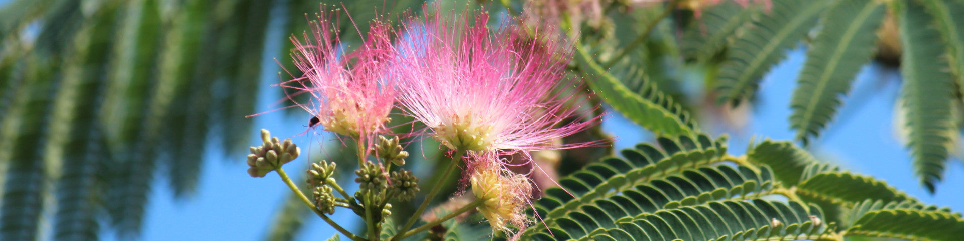 Unusual Silk tree flower
