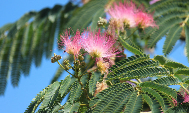 Unusual Silk tree flower