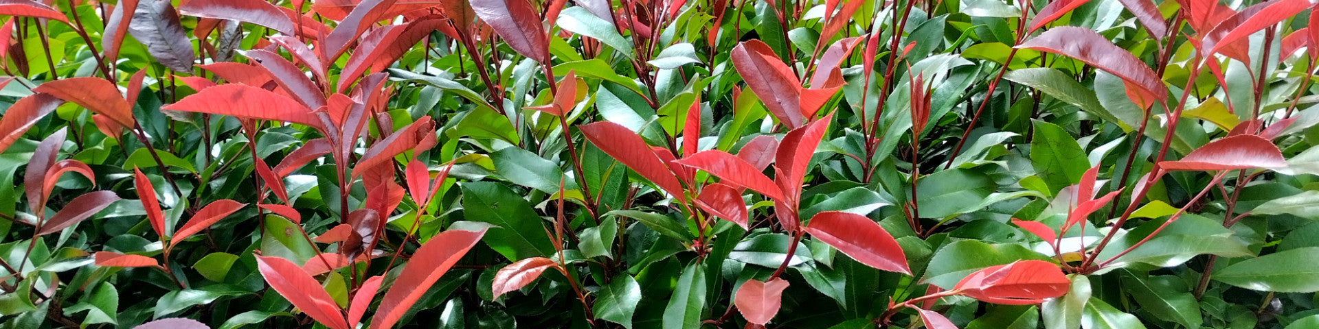 Photinia tree leaves