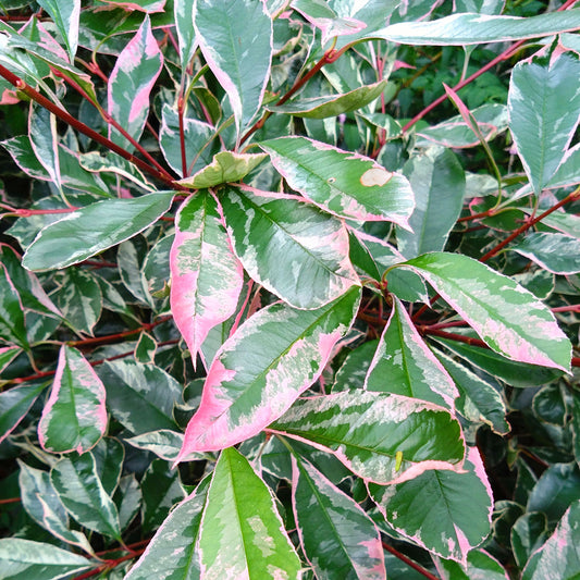 Photinia fraseri Pink Marble