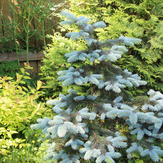 Picea pungens 'Edith' Blue Spruce