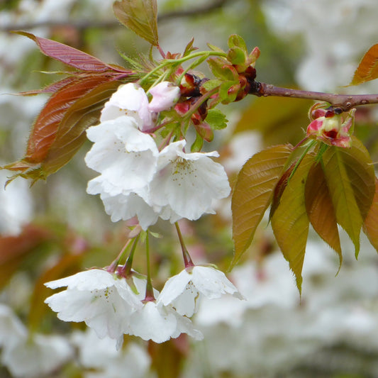 Prunus Chocolate Ice Cherry tree