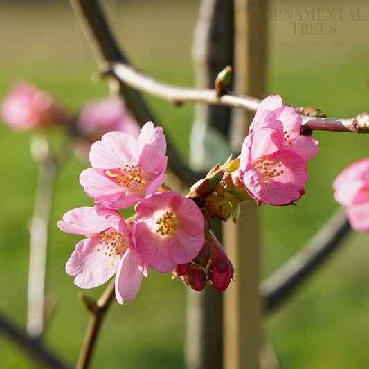 Prunus Kursar pink blossom