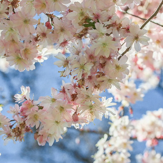 Prunus x subhirtella 'Autumnalis Rosea' witner flowering cherry tree