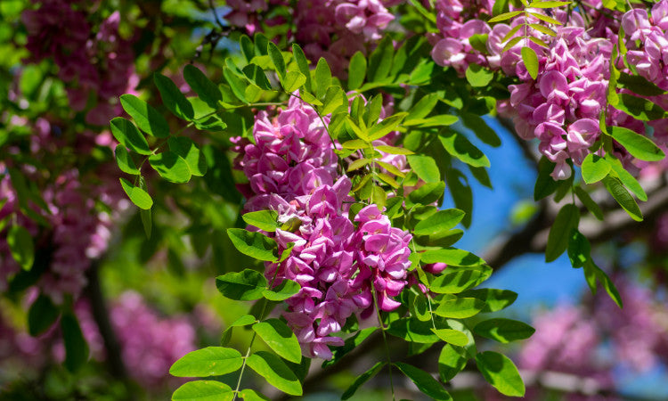 Pink Robinia flowers