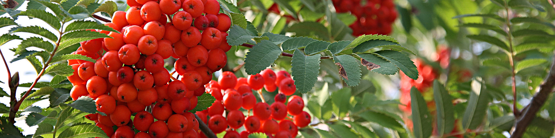 Rowan Mountain Ash tree with red berries