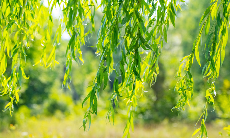 Small weeping tree banner