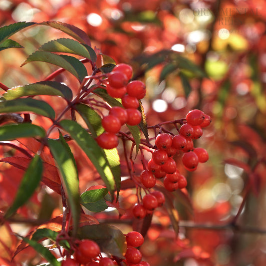 sorbus commixta berries
