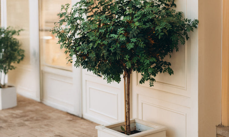 Tree planted in pot