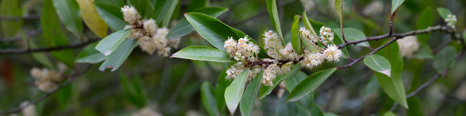 Trees for shade banner