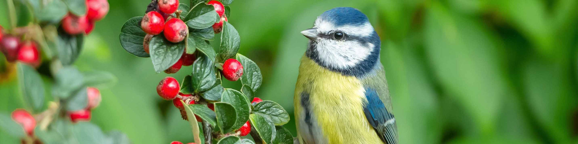 Wildlife bird on tree