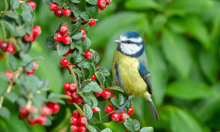 Wildlife bird on tree