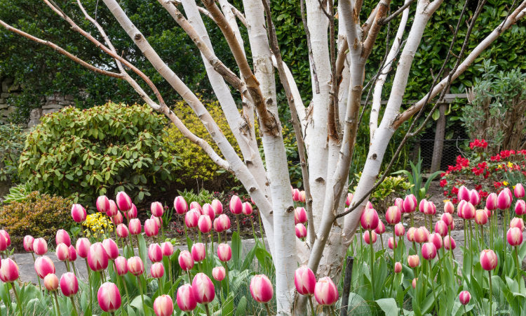 White feature bark on Betula jacquemontii