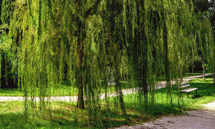 Willow tree banner