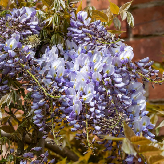 Wisteria sinensis 'Caroline'