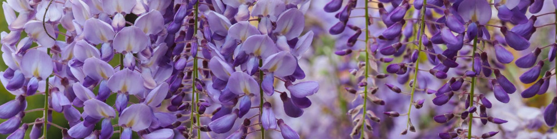 Wisteria in flower